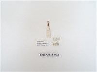 藏品(蟻蛉91)的圖片